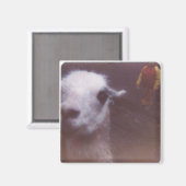 Verwoeste 'Um Llama Magnet Magneet (Voorkant / Achterkant)