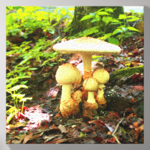Verzameling witte champignons