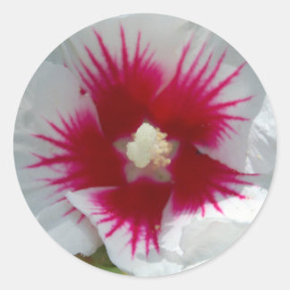 Verzegeld met een STARBURST KISS! Stickers