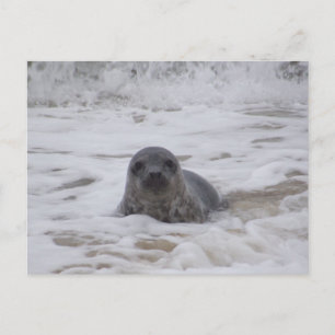 Verzegeling - Dierlijke Kleur Foto Print Briefkaar Briefkaart