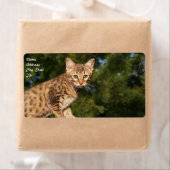 Verzendlabel Savannah Cat (Insitu)