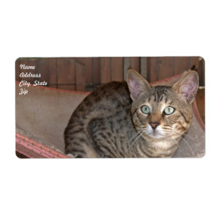 Verzendlabel Savannah Cat