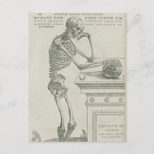 Vesalius Skelet Afbeelding Briefkaart (Voorkant)