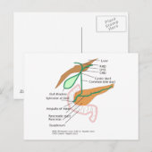 Vessie à galle du diagramme système de cartes post (Devant / Derrière)