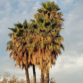 Veste À Capuche La femme