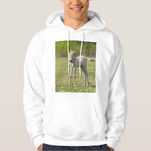 Veste À Capuche Poulain de cheval de Przewalski, Hongrie