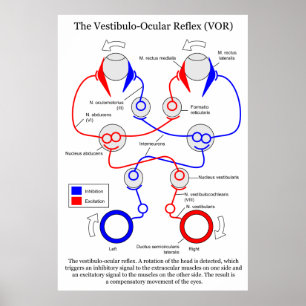Vestibulo Oculair reflex VOR Oogbeweging stabilise Poster