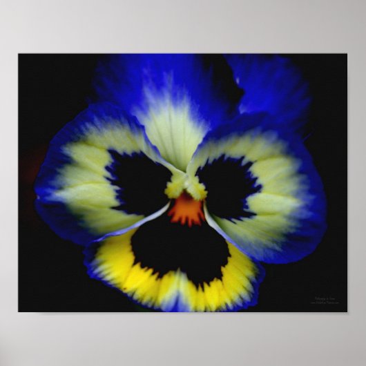 Vet blauw Pansy Flower Poster (Voorkant)