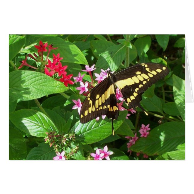 Vet Wings (Voorkant Horizontaal)