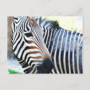 Vet Zebra Briefkaart