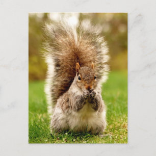 Veteekhoorn Briefkaart