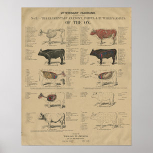 Veterinaire Os Koe Anatomie Illustraties Poster