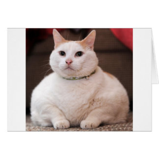 Vetkat