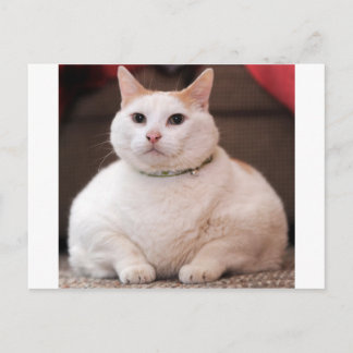 Vetkat Briefkaart
