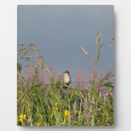 Vetkleine Hummingvogel Fotoplaat (Voorkant)