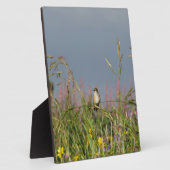 Vetkleine Hummingvogel Fotoplaat (Zijkant)