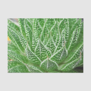 Vetplant Cactus Plant Groen Botanisch Decoupage Tissuepapier