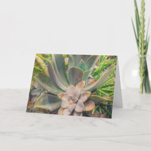 Vetplanten, Moederdag Kaart
