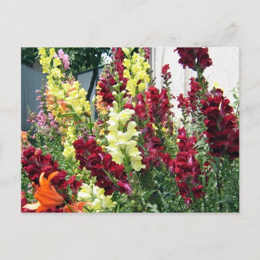 Vette Rocket Snapdragons Briefkaart (Voorkant)