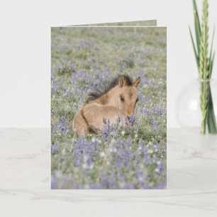 Veulen in Lupine Wild Horse Wenskaart Kaart