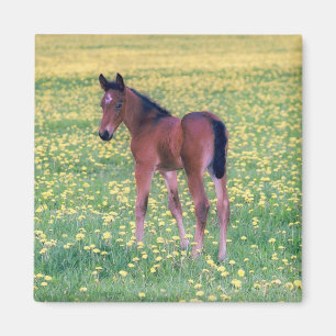 Veulen in paardenbloemveld magneet