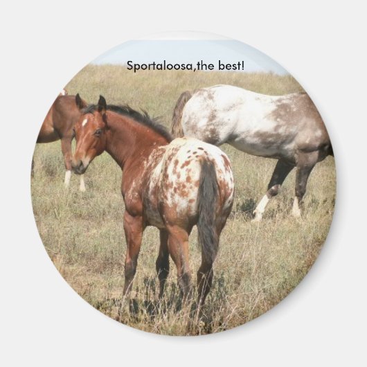 veulens magneet (Voorkant)