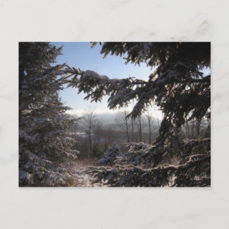 via naaldbomen briefkaart