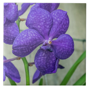 Vianda violette orchidées céramique carreaux
