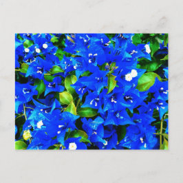 Vibrant Blue Bougainvillea Flowers Briefkaart