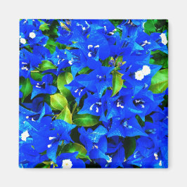 Vibrant Blue Bougainvillea Flowers Magneet