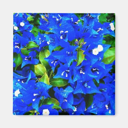 Vibrant Blue Bougainvillea Flowers Magneet (Voorkant)
