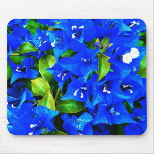 Vibrant Blue Bougainvillea Flowers Muismat
