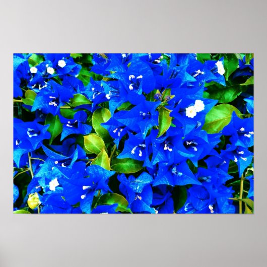 Vibrant Blue Bougainvillea Flowers Poster (Voorkant)