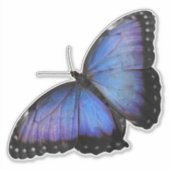 Vibrant Blue Morpho Butterfly Sticker - Custom Cut (Voorkant)