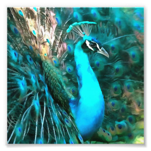 Vibrant Blue Peacococo in met gepante staart Foto Afdruk