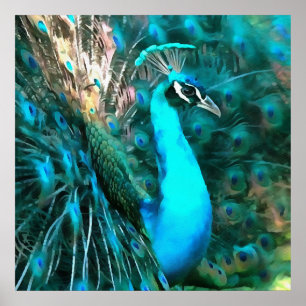 Vibrant Blue Peacococo in met gepante staart Poster