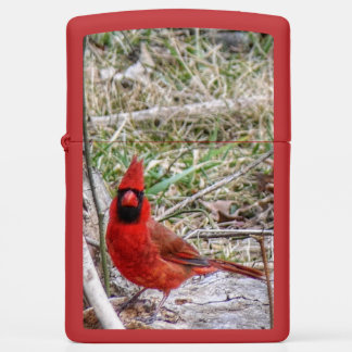 Vibrant Cardinal