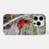 Vibrant Cardinal (Verso Horizontal)