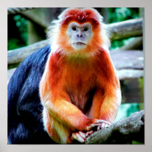 Vibrant Foto van apen in Wildlife Park Poster
