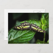 Vibrant Green Briefkaart (Voorkant / Achterkant)