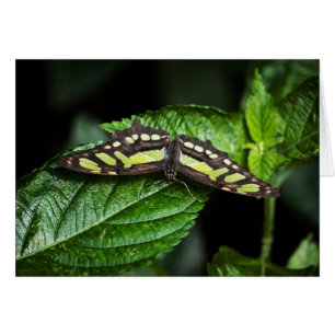 Vibrant Green Kaart