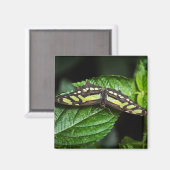 Vibrant Green Magnet Magneet (Voorkant / Achterkant)