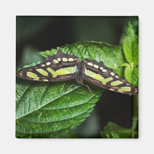 Vibrant Green Magnet Magneet (Voorkant)