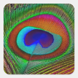 Vibrant koperen doezelaar vierkante sticker