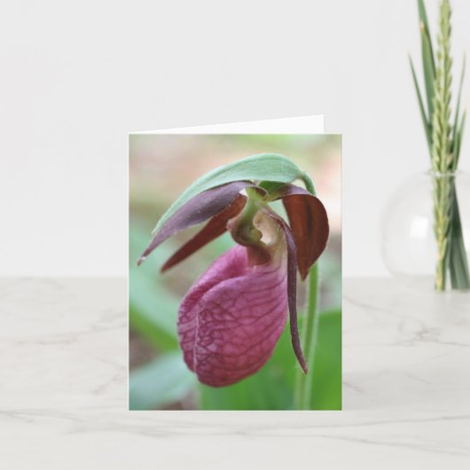 Vibrant Lady Slipper Flower Photography (Devant)