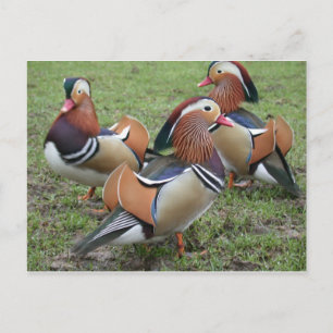 Vibrant Mandarin Duck Briefkaart