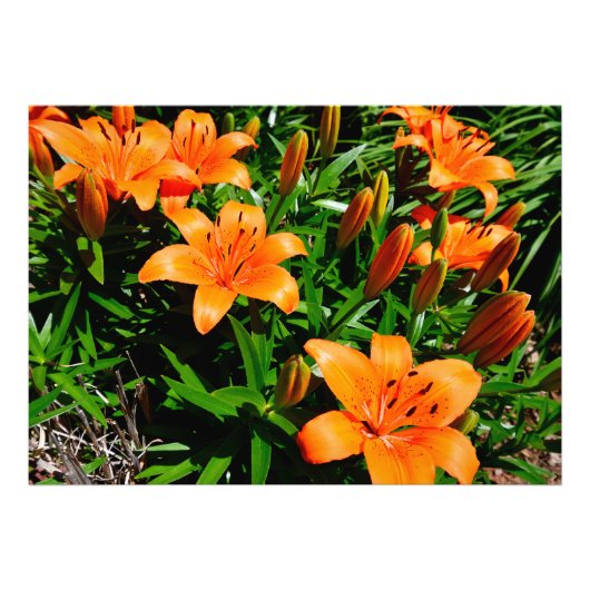 Vibrant Oranje Aziatische Lilie Foto Afdruk (Voorkant)