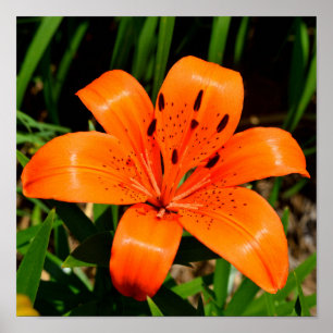 Vibrant oranje Aziatische Lily Flower Poster