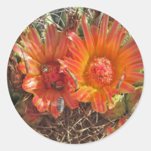 Vibrant Oranje Cactus Bloom met bijen Foto Ronde Sticker