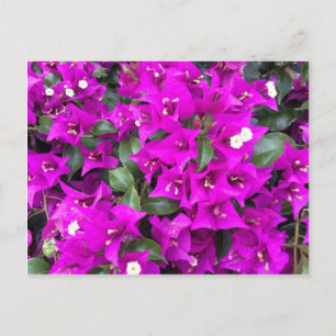 Vibrant Paars Bougainvillea Flowers Briefkaart